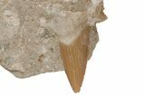 Otodus Shark Tooth Fossil in Rock - Eocene #215637-1
